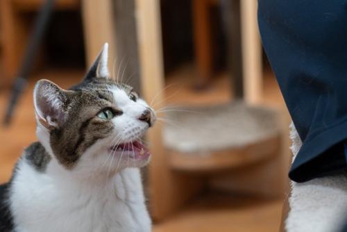 甘えて鳴く猫
