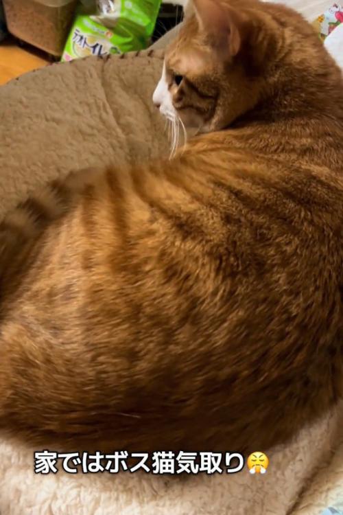 座る猫