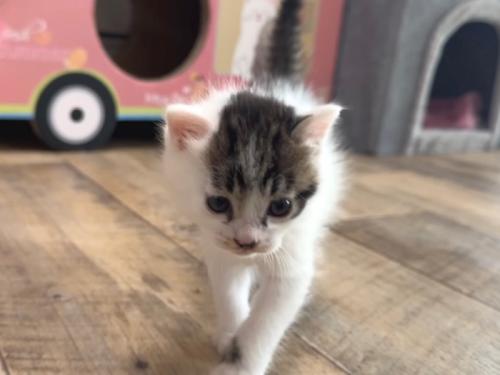 正面向きで歩く子猫