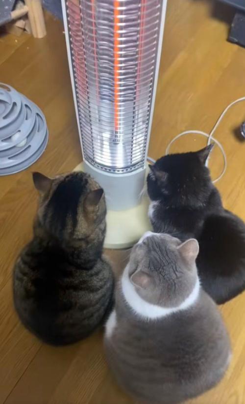 3匹の猫の後ろ姿