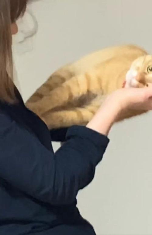 横向きに抱っこされている猫