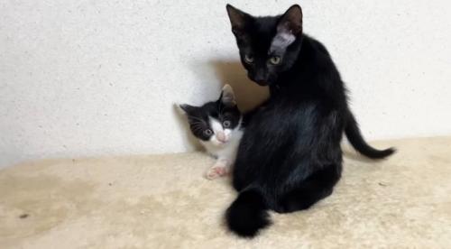 カメラ目線の2匹の猫