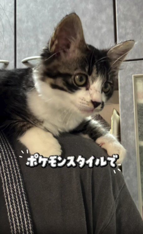 肩に乗っている子猫
