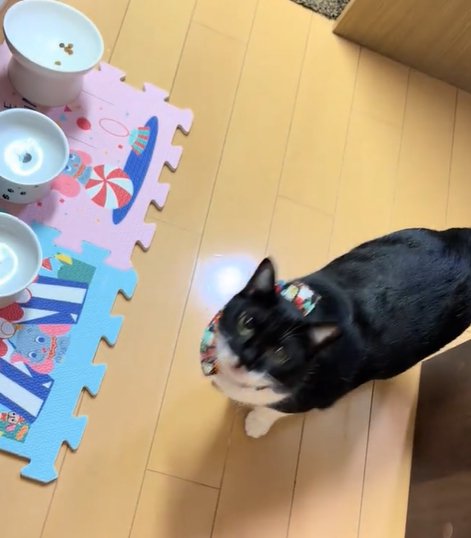 口を開けながら見上げる猫