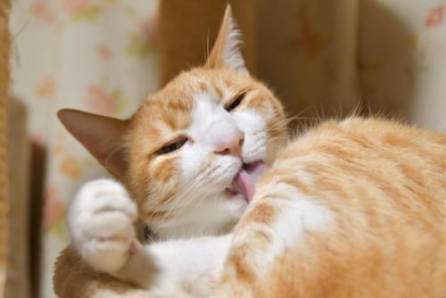 毛づくろいをする猫