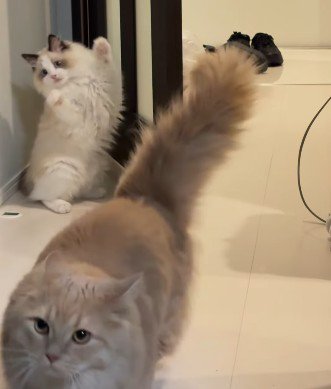 驚いてバンザイする猫