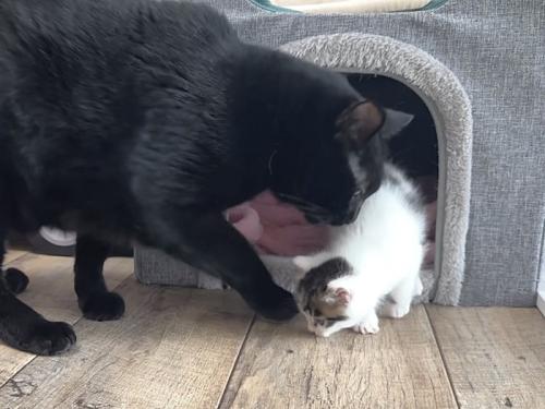 子猫を追いかける黒猫