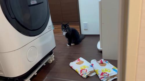 洗濯機の奥に座る猫ちゃん