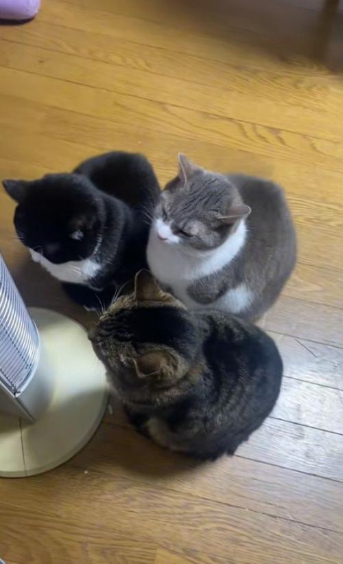 集まっている3匹の猫