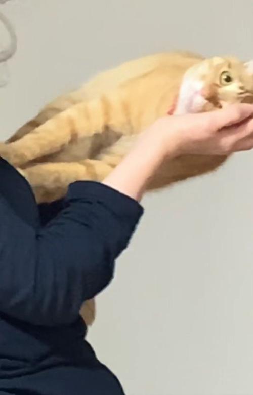 横向きに抱っこされている猫