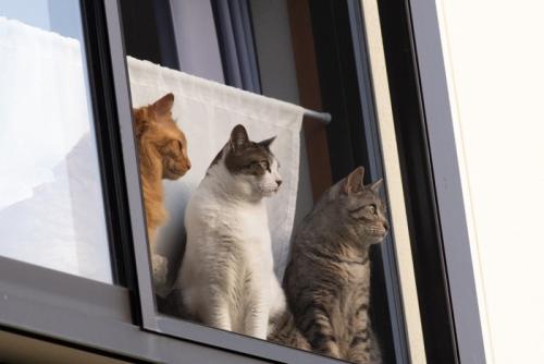 ニャルソック隊