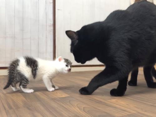 黒猫に挨拶する子猫