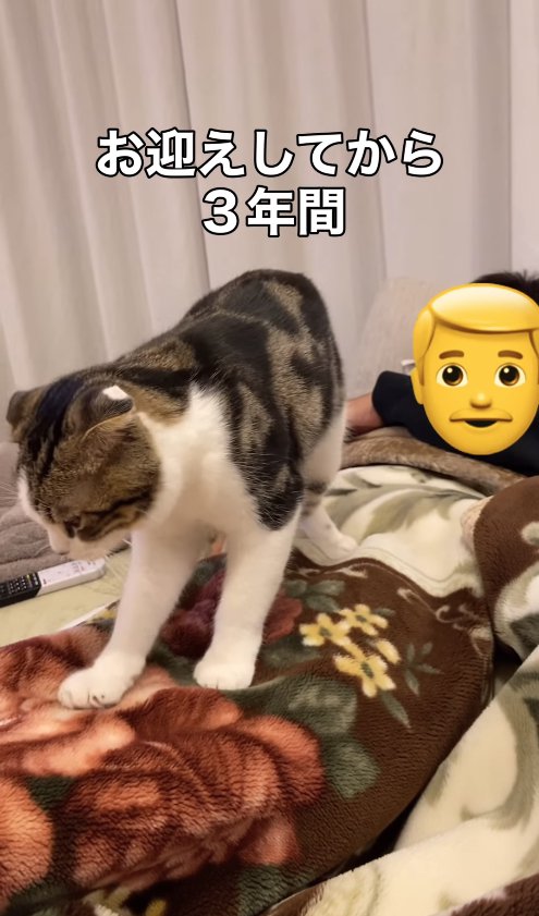 毛布を被った飼い主をふみふみする猫
