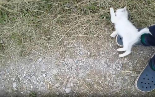 足の上に寝転ぶ子猫