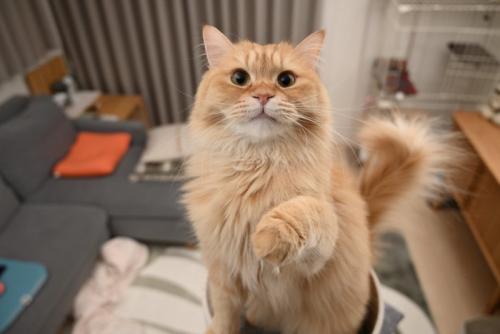 近づいてくる猫