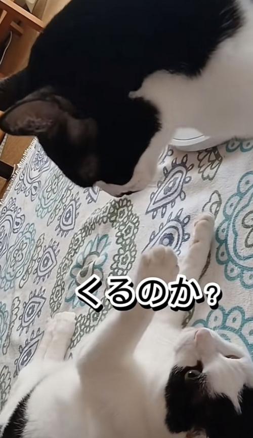 「くるのか？」のテロップ写真