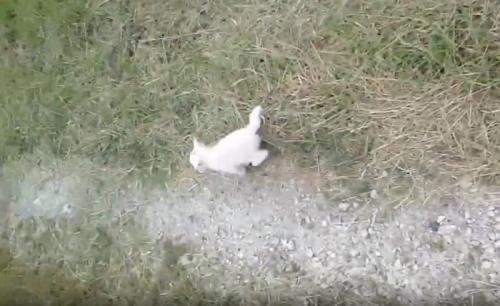 先に走り出す子猫