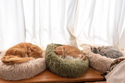 窓辺で眠る三匹の猫