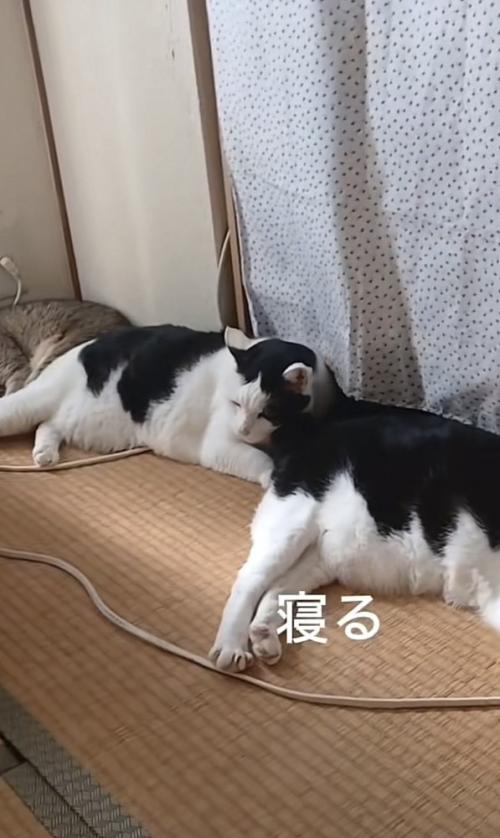 「寝る」のテロップ写真