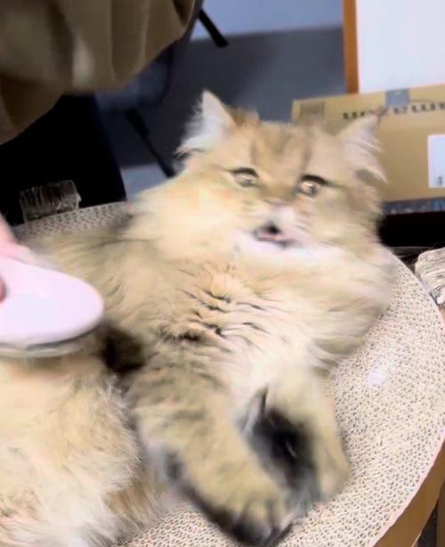 逃げようとしてぶれる猫