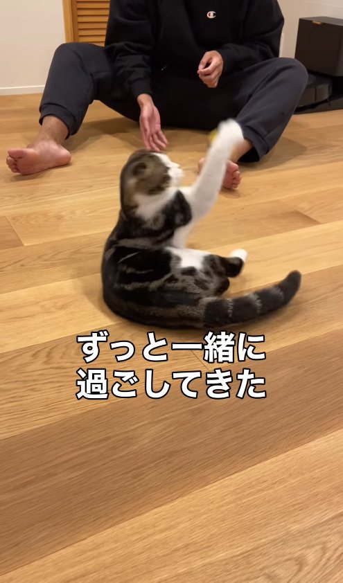 飼い主とボール遊びしている猫