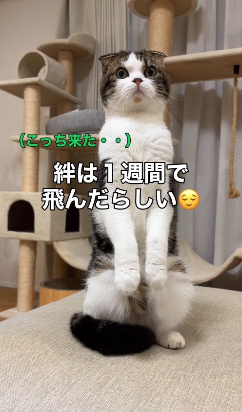 ソファの上で立っている猫