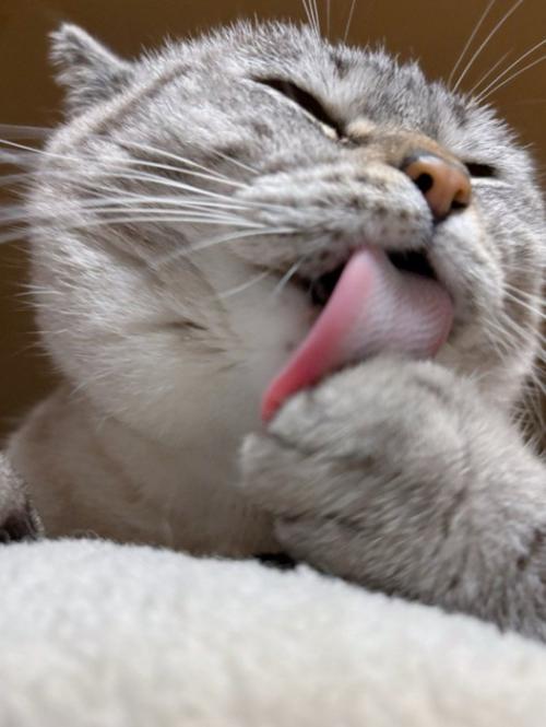舐める猫