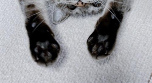 床に仰向けで伸びる猫(手アップ)