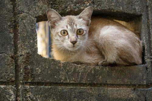 塀の穴に入った猫