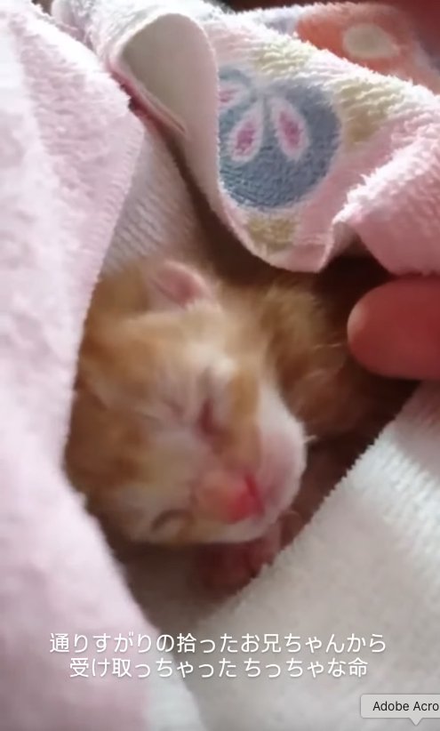 タオルに包まれた子猫