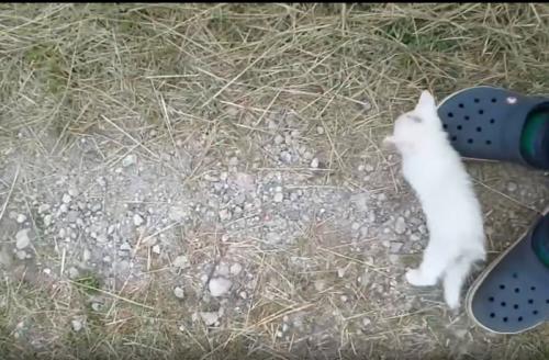 足元に近寄ってくる子猫