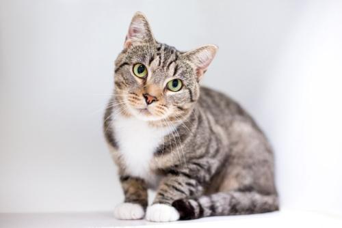 こちらをうかがう猫