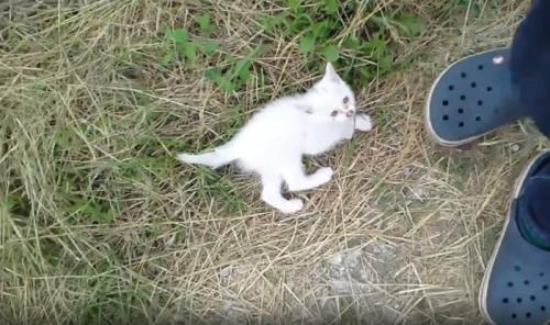 茂みから出てきた子猫