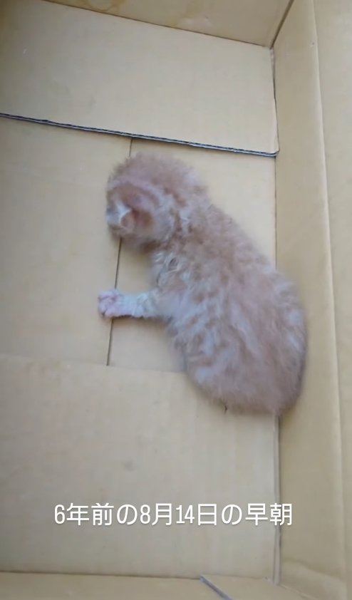 段ボールの中にいる子猫