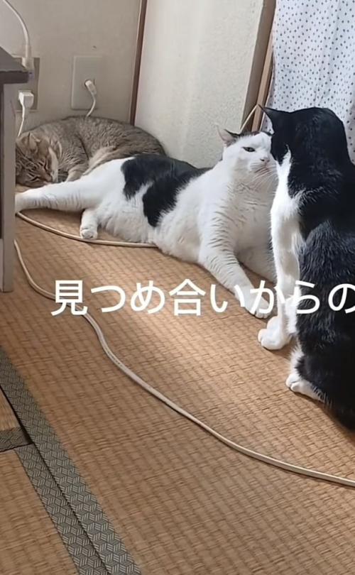 「見つめ合いからの」のテロップ写真