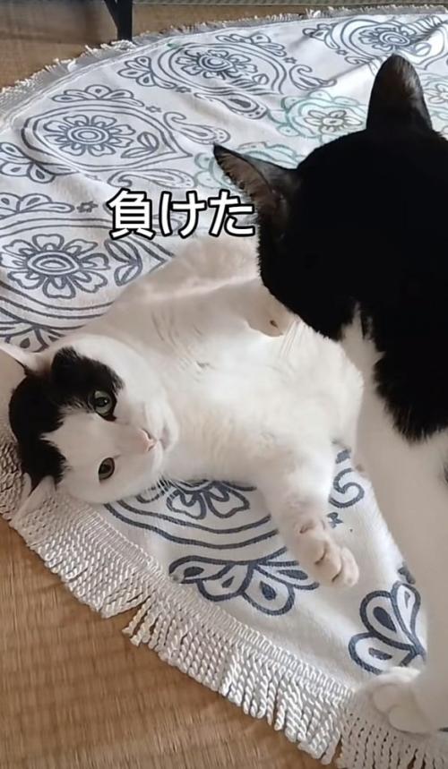 「負けた」のテロップ写真