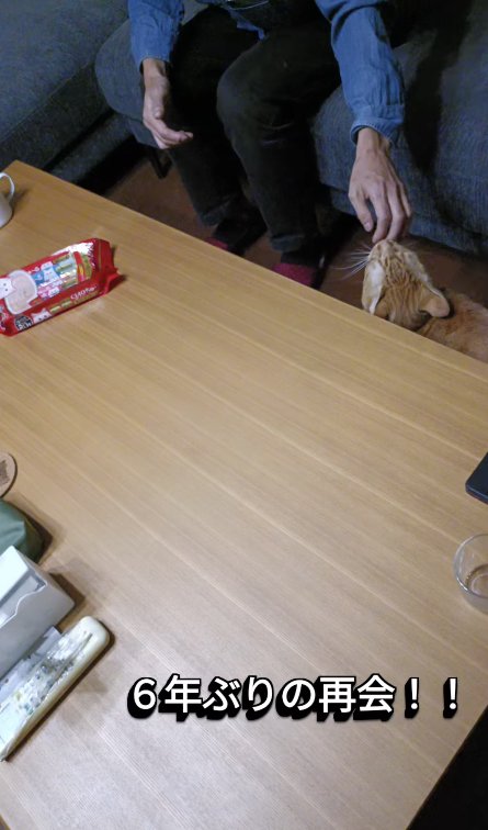 差し出された手の匂いを嗅ぐ猫