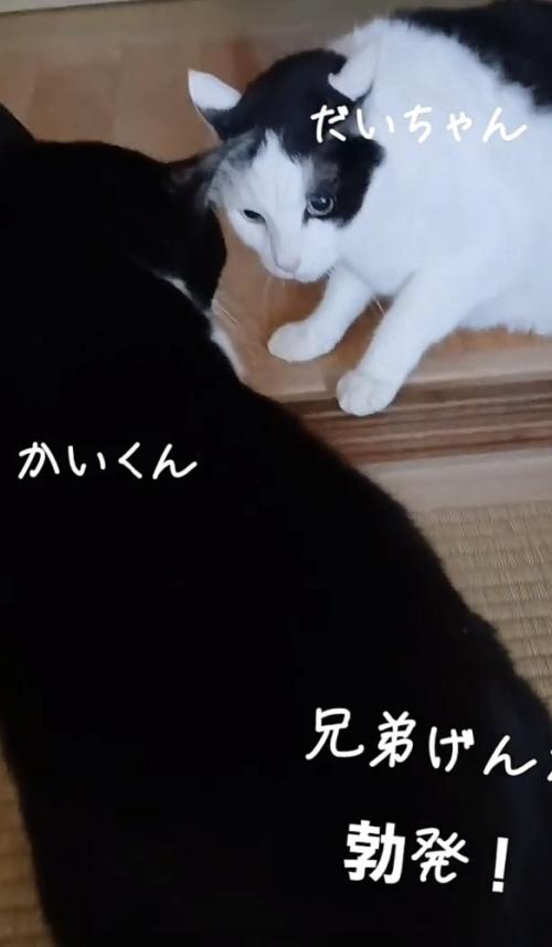 「兄弟げんか勃発！」のテロップ写真