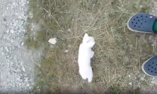 足元に近寄ってくる子猫