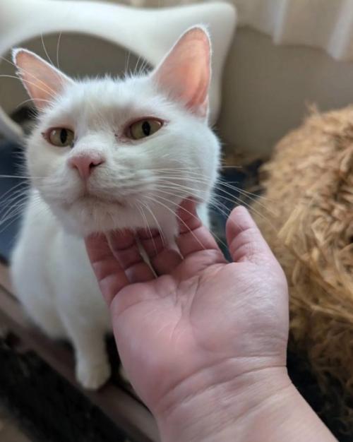 13年が経過した猫