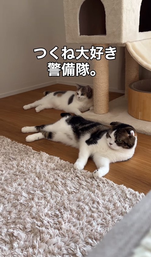 フローリングの上で横になる2匹の猫