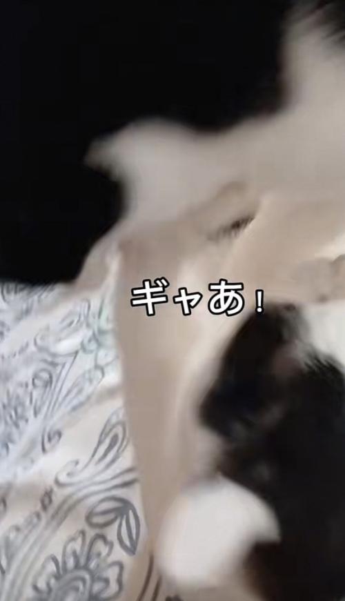 「ギャあ！」のテロップ写真