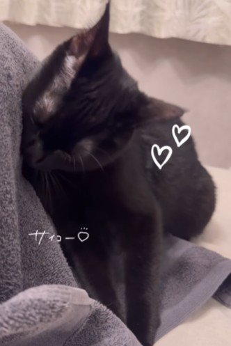 スリスリし続ける猫