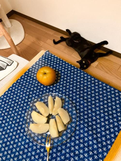 床に寝ころぶ黒猫