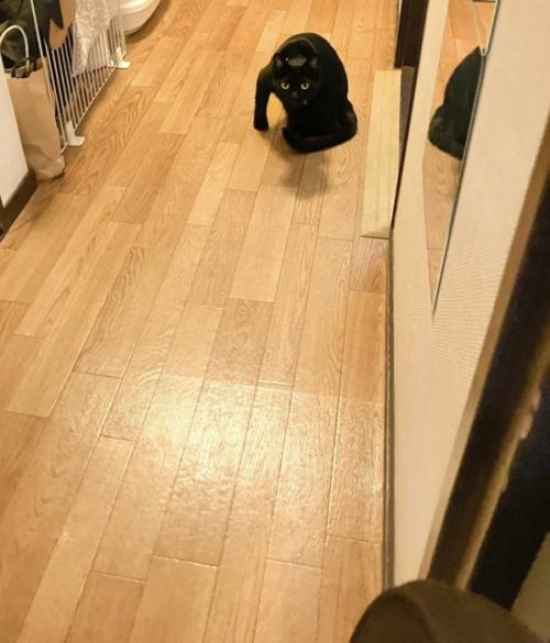 座り込む黒猫(ドアを開けた瞬間)