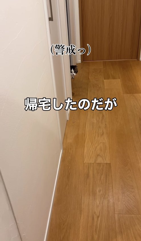 壁の影から顔だけ出している猫