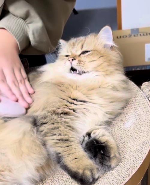 目と口が半開きの猫