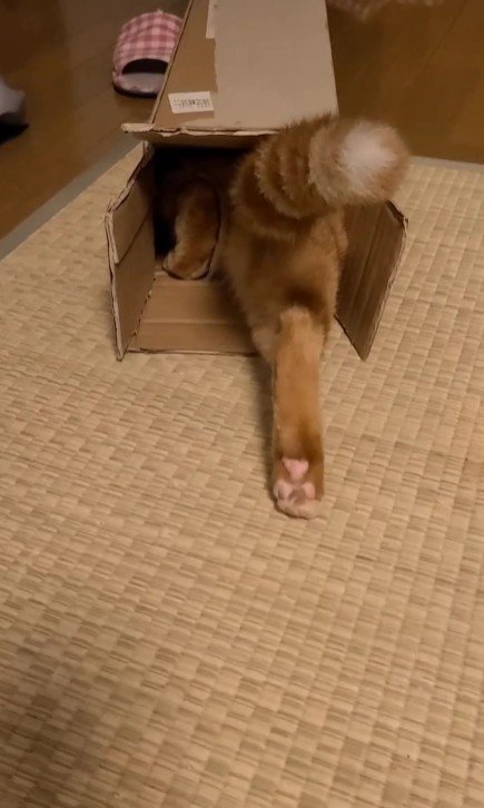 空き箱に入る猫
