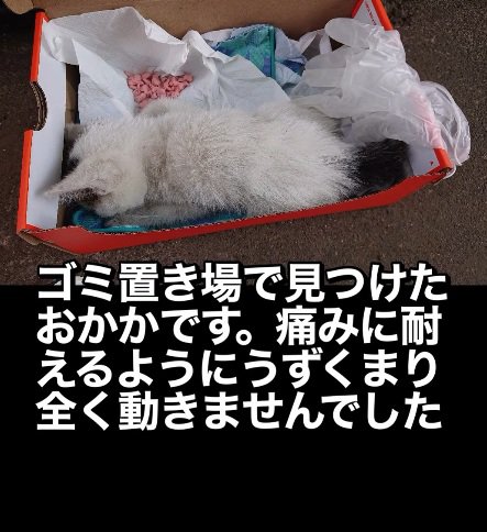 段ボールの中に入っている子猫