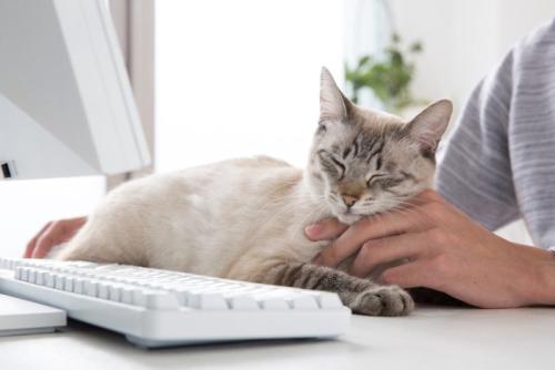 パソコンの前の猫と飼い主